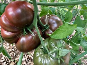 Tomato - Cherokee Purple